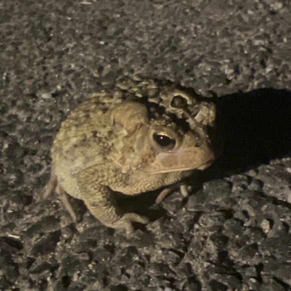 Meet your Posher, Laura - Picture 13 of 16